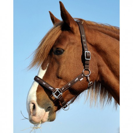 Kantar "Active Horses" API