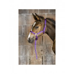 Kantar źrebięcy z uwiązem Norton