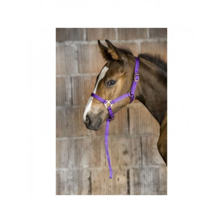 Kantar źrebięcy z uwiązem Norton