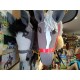 Hobby horse zabawka hand made 